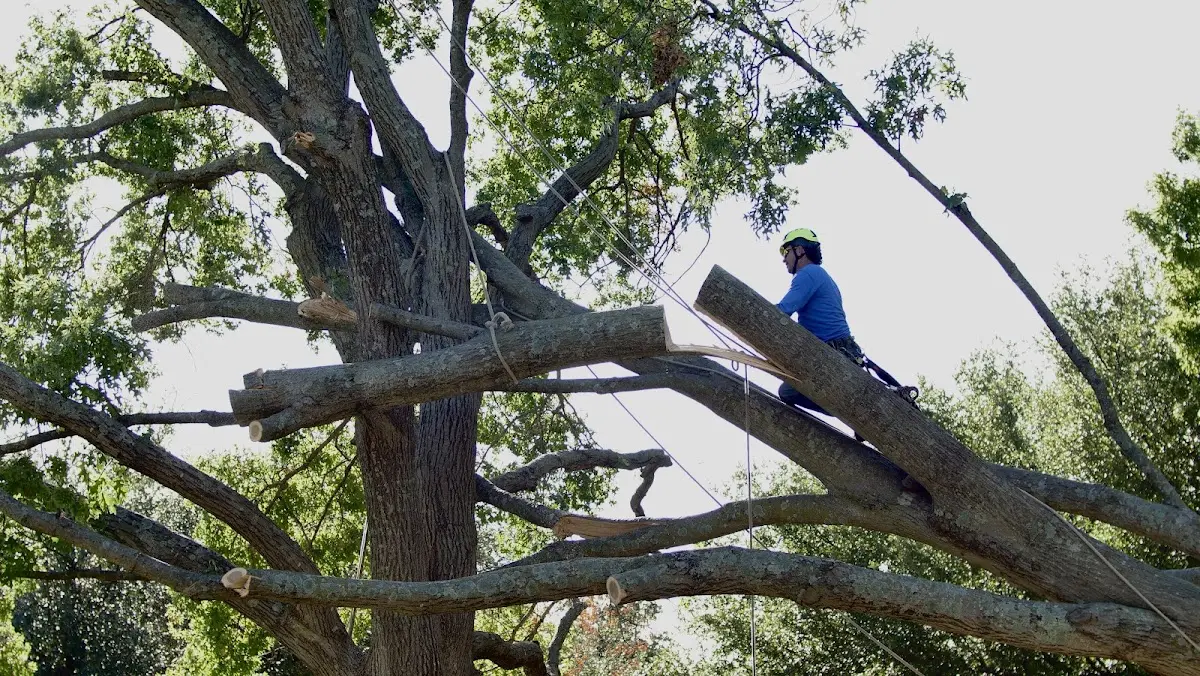 Professional Hazardous Tree Removal performed by certified arborists in Alexander