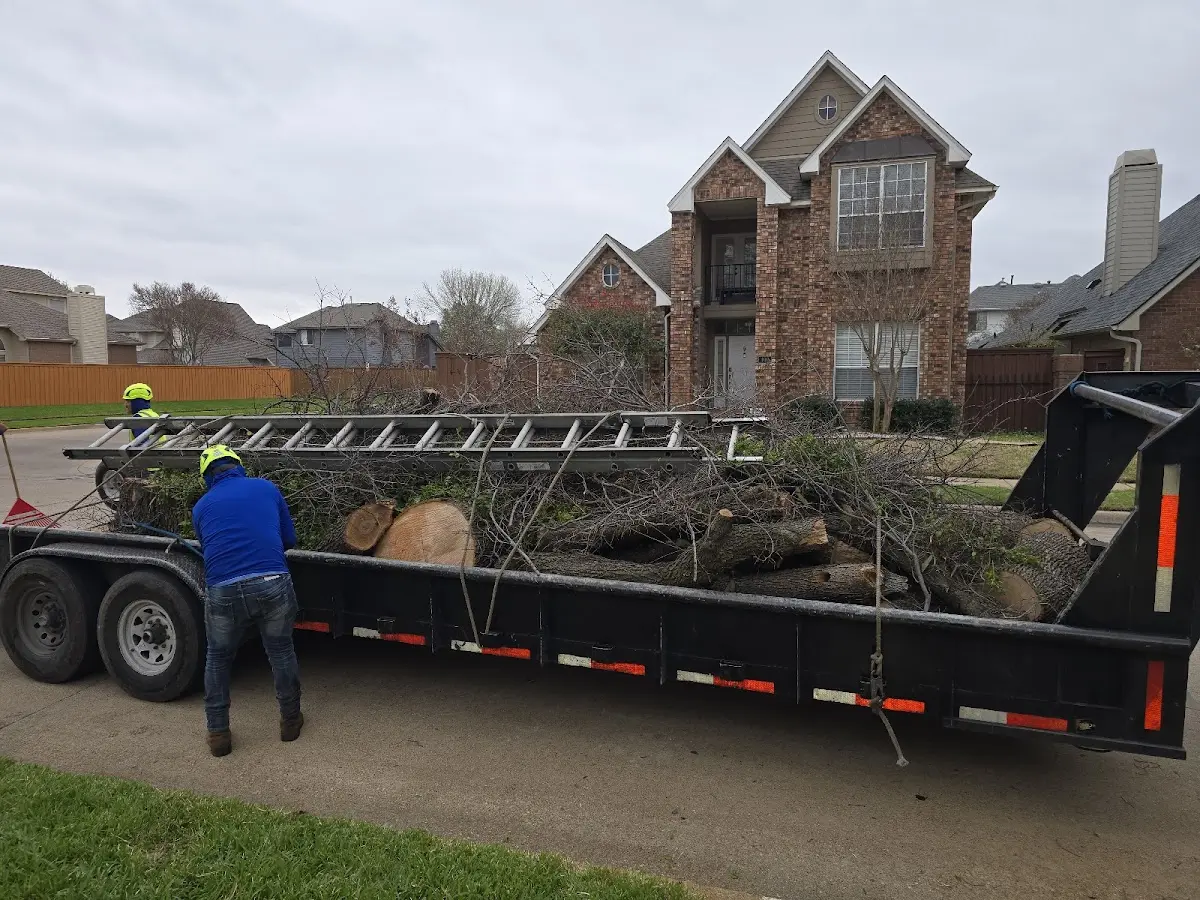 Expert Tree Pest Control with proper safety equipment in Alexander
